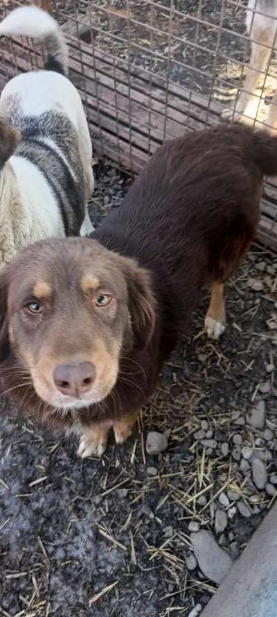 Tierschutzhunde suchen ein Zuhause-Beitrag-Bild