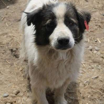 Tierschutzhunde suchen ein Zuhause-Beitrag-Bild