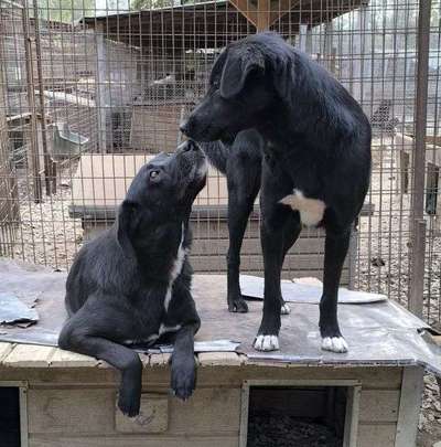 Tierschutzhunde suchen ein Zuhause-Beitrag-Bild