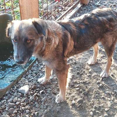 Tierschutzhunde suchen ein Zuhause-Beitrag-Bild