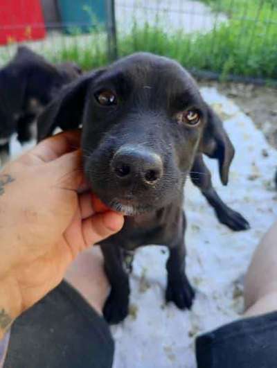 Tierschutzhunde suchen ein Zuhause-Beitrag-Bild