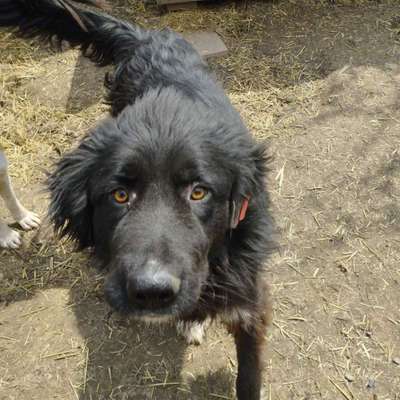Tierschutzhunde suchen ein Zuhause-Beitrag-Bild