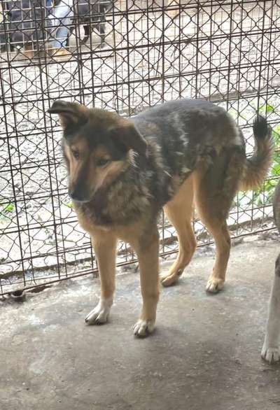 Tierschutzhunde suchen ein Zuhause-Beitrag-Bild