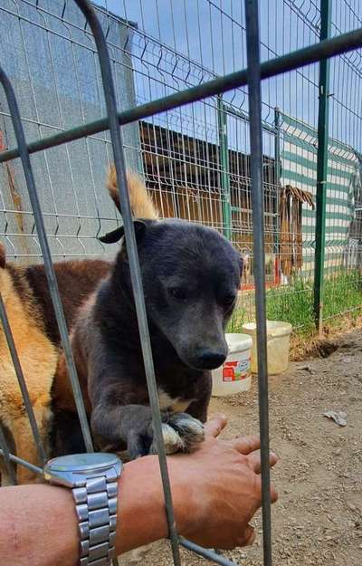 Tierschutzhunde suchen ein Zuhause-Beitrag-Bild