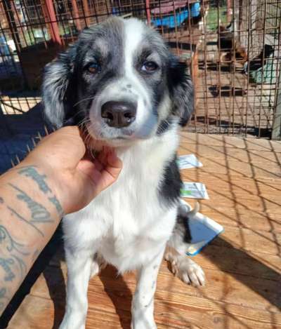 Tierschutzhunde suchen ein Zuhause-Beitrag-Bild