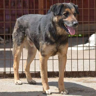 Tierschutzhunde suchen ein Zuhause-Beitrag-Bild