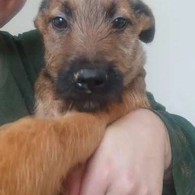 Tierschutzhunde suchen ein Zuhause-Beitrag-Bild