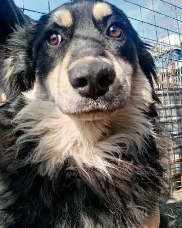 Tierschutzhunde suchen ein Zuhause-Beitrag-Bild