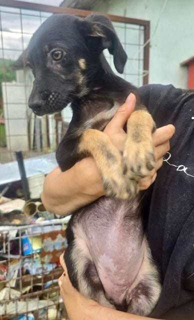 Tierschutzhunde suchen ein Zuhause-Beitrag-Bild