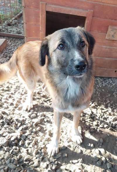 Tierschutzhunde suchen ein Zuhause-Beitrag-Bild