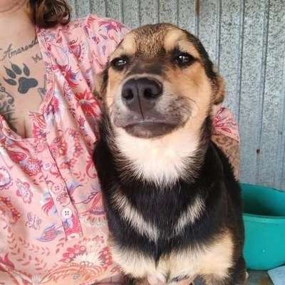 Tierschutzhunde suchen ein Zuhause-Beitrag-Bild