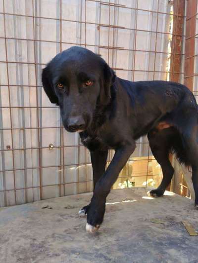 Tierschutzhunde suchen ein Zuhause-Beitrag-Bild