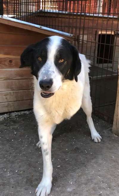 Tierschutzhunde suchen ein Zuhause-Beitrag-Bild