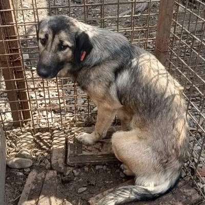 Tierschutzhunde suchen ein Zuhause-Beitrag-Bild