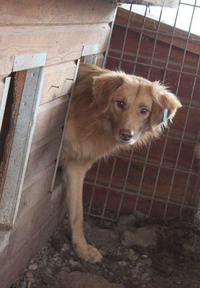 Tierschutzhunde suchen ein Zuhause-Beitrag-Bild