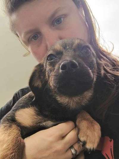 Tierschutzhunde suchen ein Zuhause-Beitrag-Bild