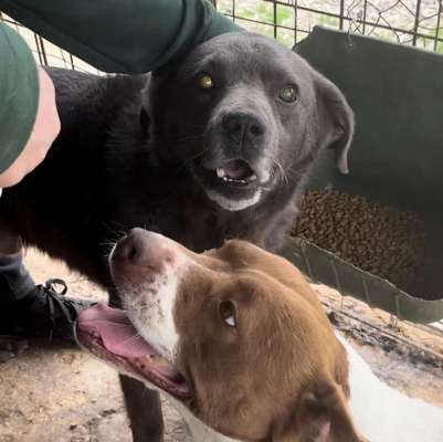 Tierschutzhunde suchen ein Zuhause-Beitrag-Bild