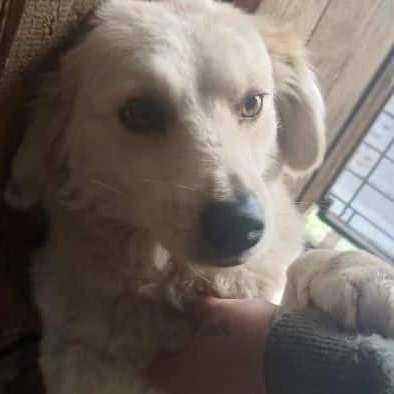 Tierschutzhunde suchen ein Zuhause-Beitrag-Bild