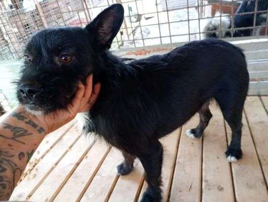 Tierschutzhunde suchen ein Zuhause-Beitrag-Bild