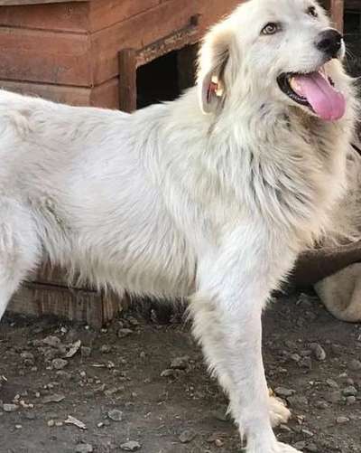 Tierschutzhunde suchen ein Zuhause-Beitrag-Bild