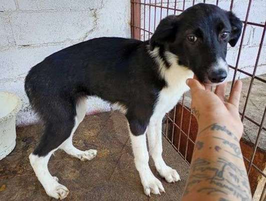 Tierschutzhunde suchen ein Zuhause-Beitrag-Bild