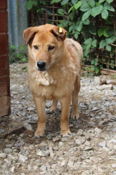 Tierschutzhunde suchen ein Zuhause-Beitrag-Bild