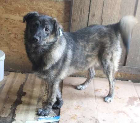 Tierschutzhunde suchen ein Zuhause-Beitrag-Bild