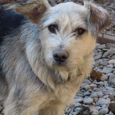 Tierschutzhunde suchen ein Zuhause-Beitrag-Bild