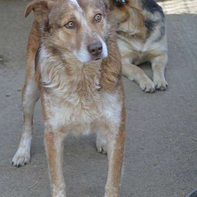 Tierschutzhunde suchen ein Zuhause-Beitrag-Bild