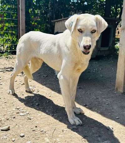 Tierschutzhunde suchen ein Zuhause-Beitrag-Bild