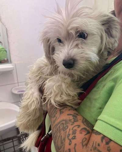 Tierschutzhunde suchen ein Zuhause-Beitrag-Bild