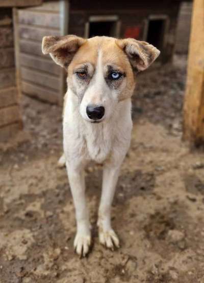 Tierschutzhunde suchen ein Zuhause-Beitrag-Bild