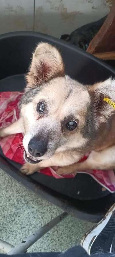 Tierschutzhunde suchen ein Zuhause-Beitrag-Bild