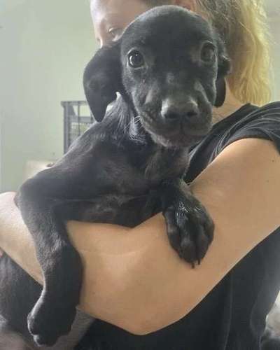 Tierschutzhunde suchen ein Zuhause-Beitrag-Bild