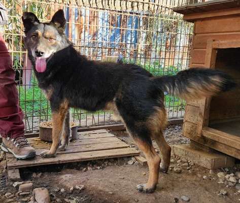 Tierschutzhunde suchen ein Zuhause-Beitrag-Bild