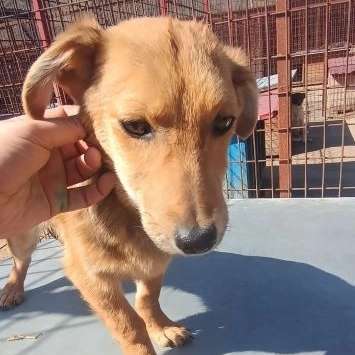 Tierschutzhunde suchen ein Zuhause-Beitrag-Bild
