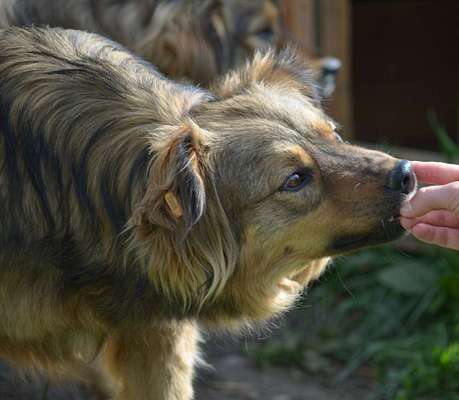 Tierschutzhunde suchen ein Zuhause-Beitrag-Bild
