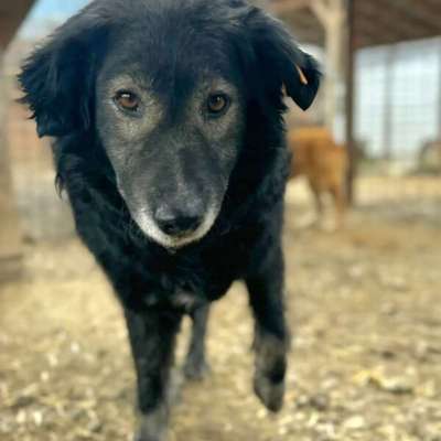 Tierschutzhunde suchen ein Zuhause-Beitrag-Bild