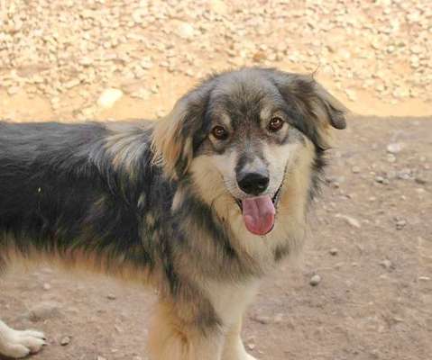 Tierschutzhunde suchen ein Zuhause-Beitrag-Bild