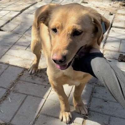 Tierschutzhunde suchen ein Zuhause-Beitrag-Bild