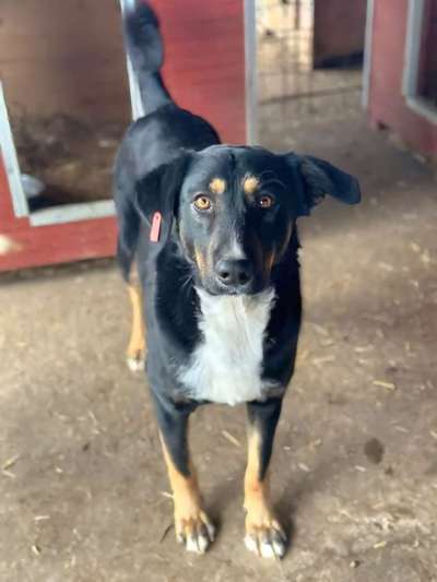 Tierschutzhunde suchen ein Zuhause-Beitrag-Bild