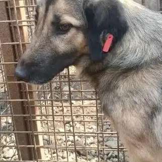 Tierschutzhunde suchen ein Zuhause-Beitrag-Bild