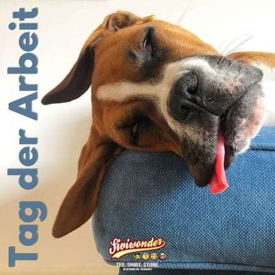 Hunde Memes-Beitrag-Bild