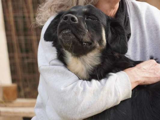 Tierschutzhunde suchen ein Zuhause-Beitrag-Bild