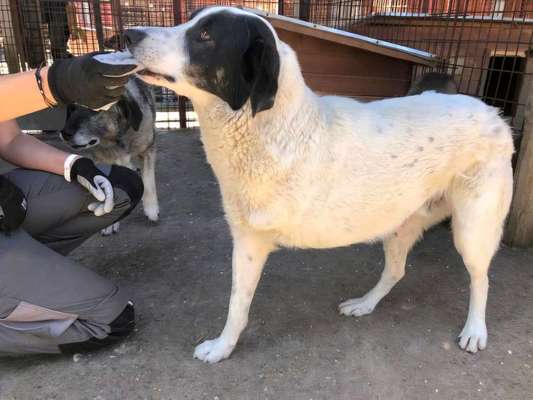 Tierschutzhunde suchen ein Zuhause-Beitrag-Bild