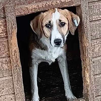 Tierschutzhunde suchen ein Zuhause-Beitrag-Bild