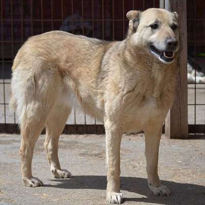 Tierschutzhunde suchen ein Zuhause-Beitrag-Bild