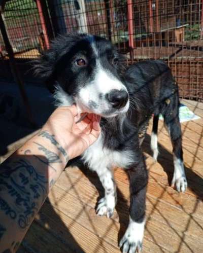 Tierschutzhunde suchen ein Zuhause-Beitrag-Bild