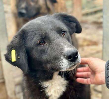Tierschutzhunde suchen ein Zuhause-Beitrag-Bild