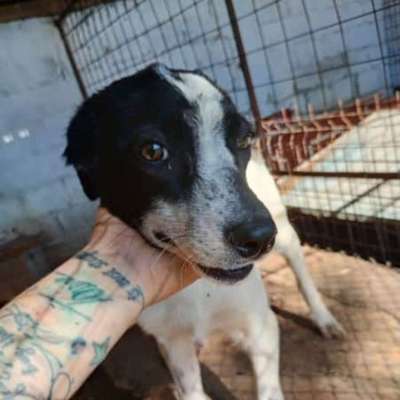 Tierschutzhunde suchen ein Zuhause-Beitrag-Bild